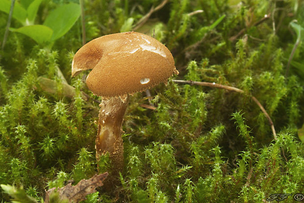 zrnivka okrová Cystoderma amianthinum (Scop.) Fayod