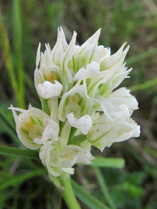 neotinea trojzubá-albin Neotinea tridentata (Scop.) R. M. Bateman, Pridceon et M. W. Chase