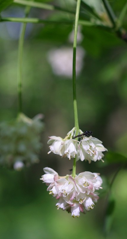 klokoč perovitý Staphylea pinnata L.