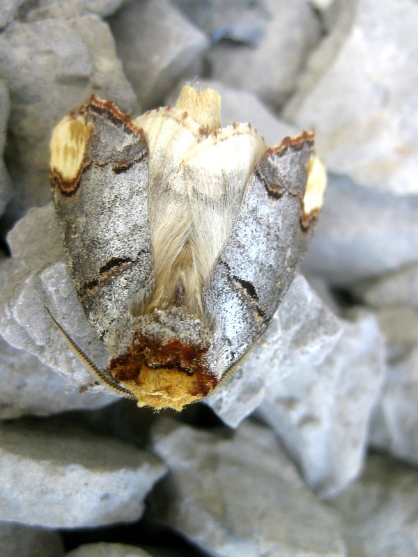 faléra lipová  Phalera bucephala