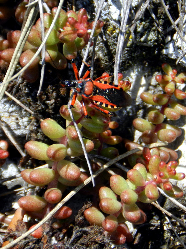 zákernica červená   Rhynocoris iracundus