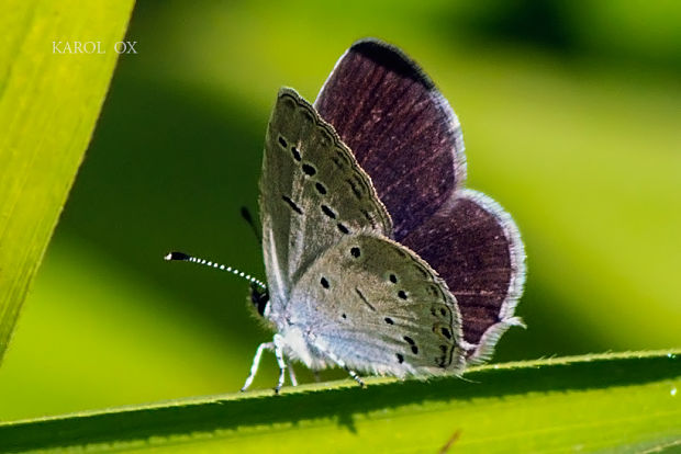 modráčik lucernový Cupido decoloratus