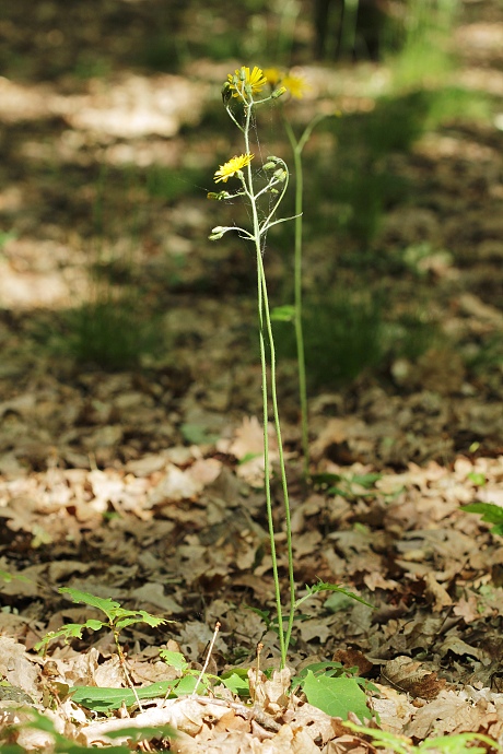jastrabník lesný Hieracium murorum L.