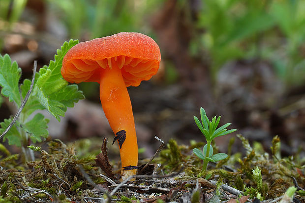 lúčnica vápnomilná Hygrocybe calciphila Arnolds