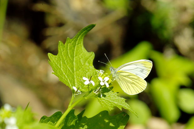mlynarik repkovy Pieris napi