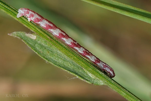kvetnatka zvončeková Eupithecia centaureata (cf.)