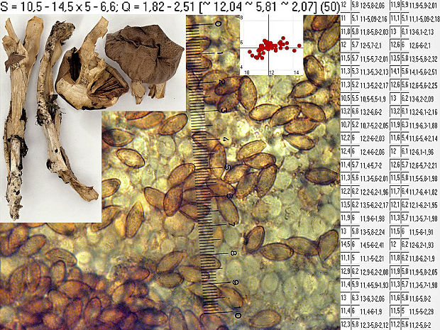 pavučinovec bledofarebný Phlegmacium subdecoloratum (Reumaux) Niskanen & Liimat.