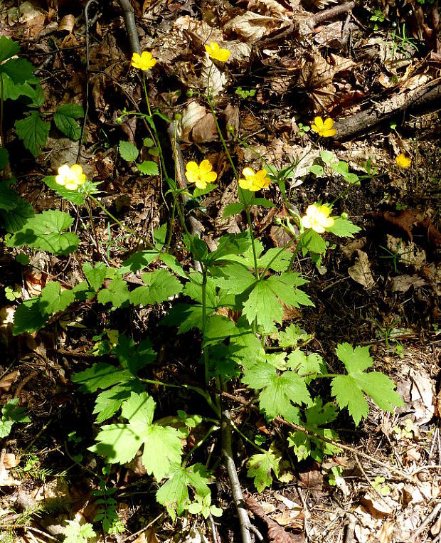 iskerník chlpatý Ranunculus lanuginosus L.