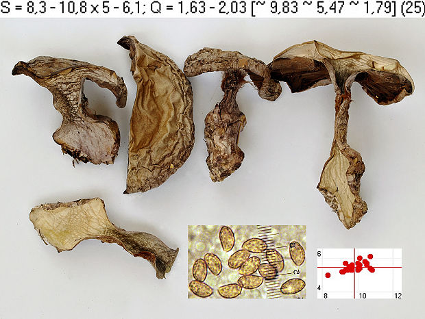 pavučinovec sivomodrý Cortinarius pseudocyanites Rob. Henry ex Bidaud & Reumaux