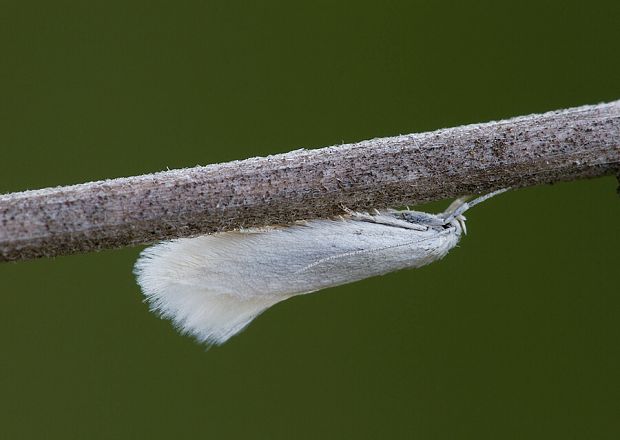 trávovček striebristý Elachista argentella