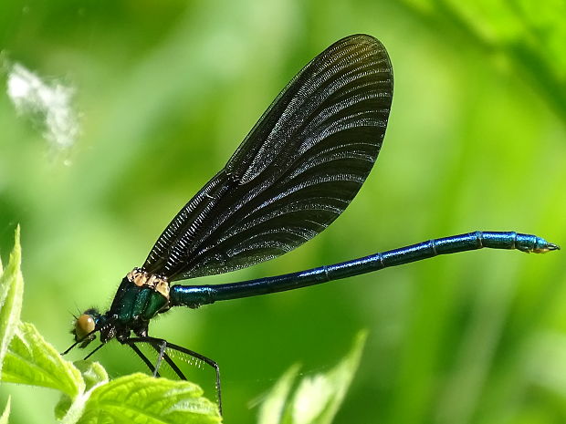 hadovka obyčajná/motýlice obecná Calopteryx virgo (Linnaeus, 1758)