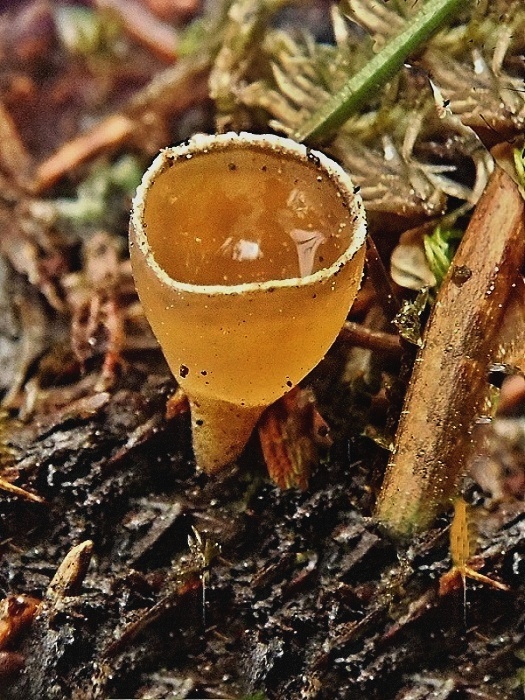 pohárik spáleniskový Geopyxis carbonaria (Alb. & Schwein.) Sacc.