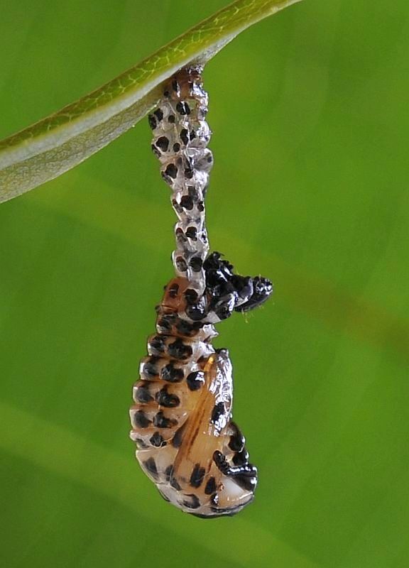liskavka topoľová - larva
