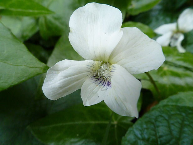 fialka Viola sororia Willd.