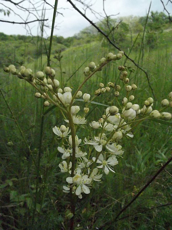 túžobník obyčajný Filipendula vulgaris Moench