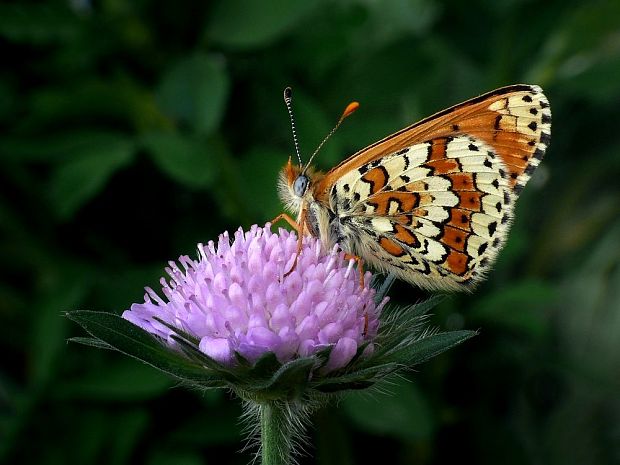 hnedáčik mriežkovaný (sk) / hnědásek kostkovaný (cz) Melitaea cinxia Linnaeus, 1758