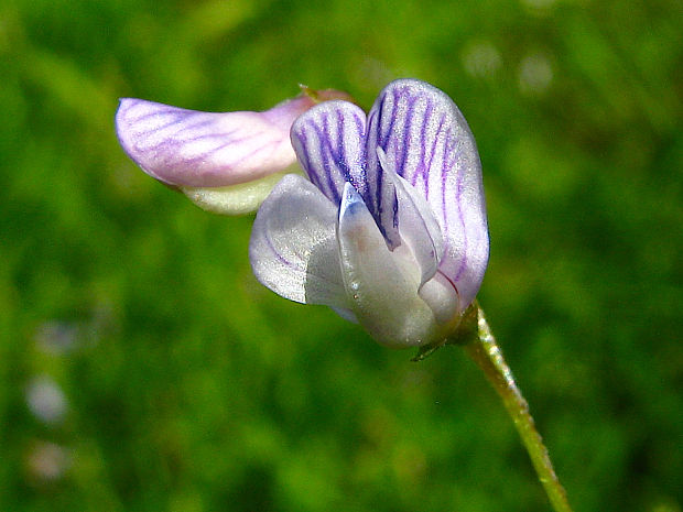 vika štvorsemenná Vicia tetrasperma (L.) Schreb.