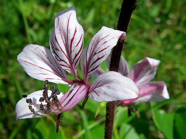 jasenec biely Dictamnus albus L.