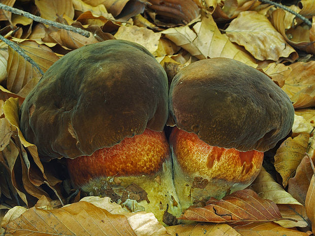 hríb zrnitohlúbikový Sutorius luridiformis (Rostk.) G. Wu & Zhu L. Yang
