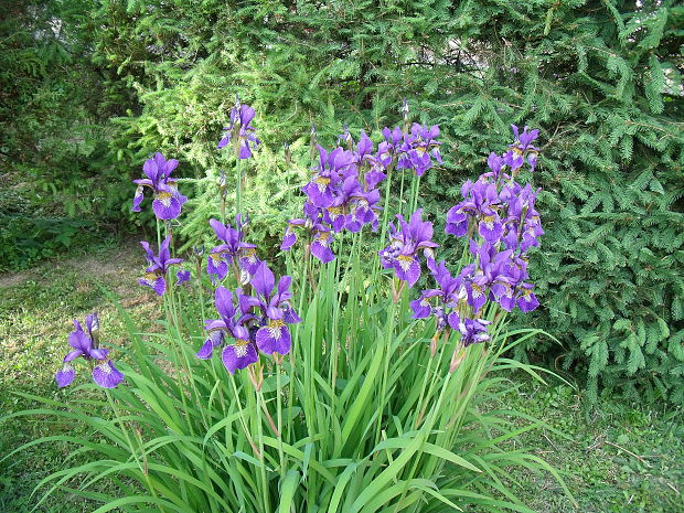 kosatec nemecký Iris germanica L.