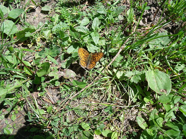 motýľ Boloria euphrosyne