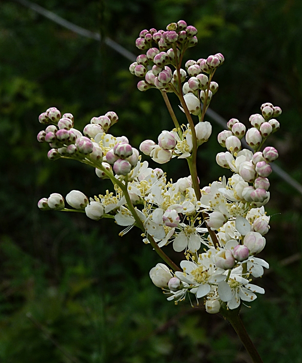 túžobník obyčajný Filipendula vulgaris Moench