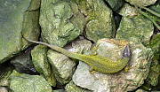 jašterica zelená - samička