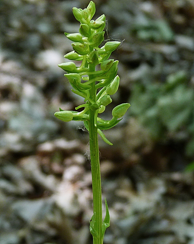 vemenník Platanthera sp. (L.) Rich.