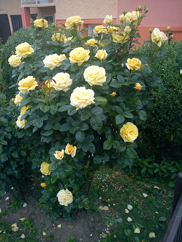 ruža žltá