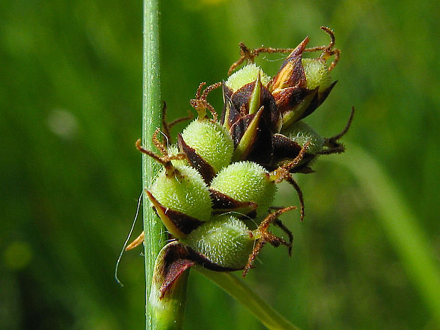 ostrica plstnatá Carex tomentosa L.