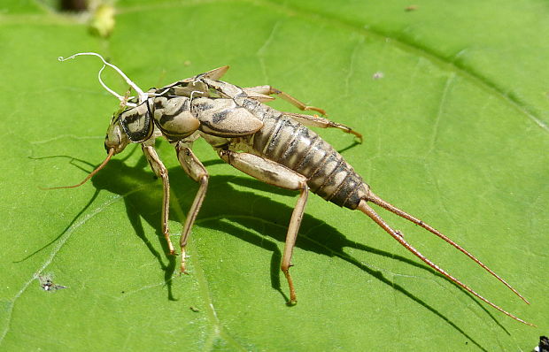 obal larvy po vyletení imága Plecoptera sp.