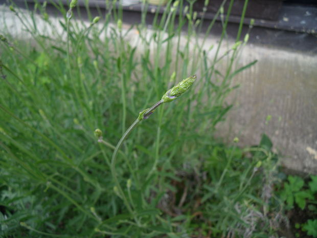 levanduľa úzkolistá Lavandula angustifolia Mill.