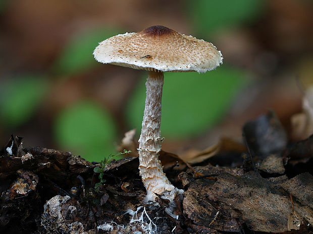 bedlička vretenovitovýtrusná Lepiota magnispora Murrill