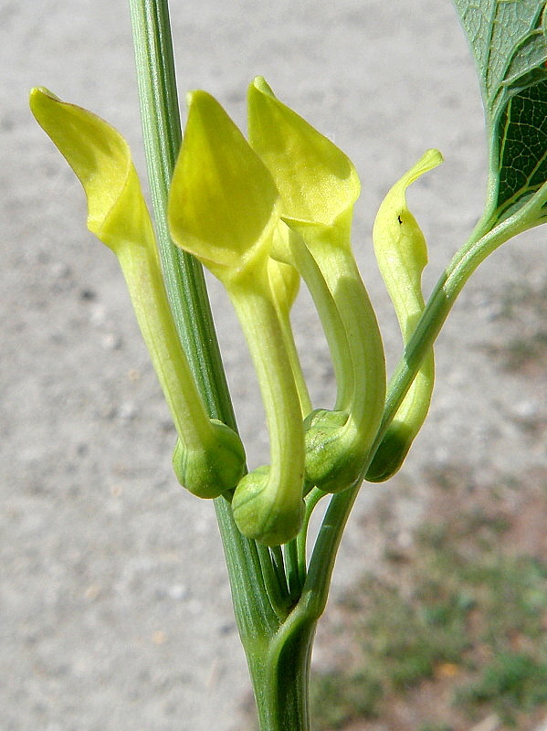 vlkovec obyčajný Aristolochia clematitis L.