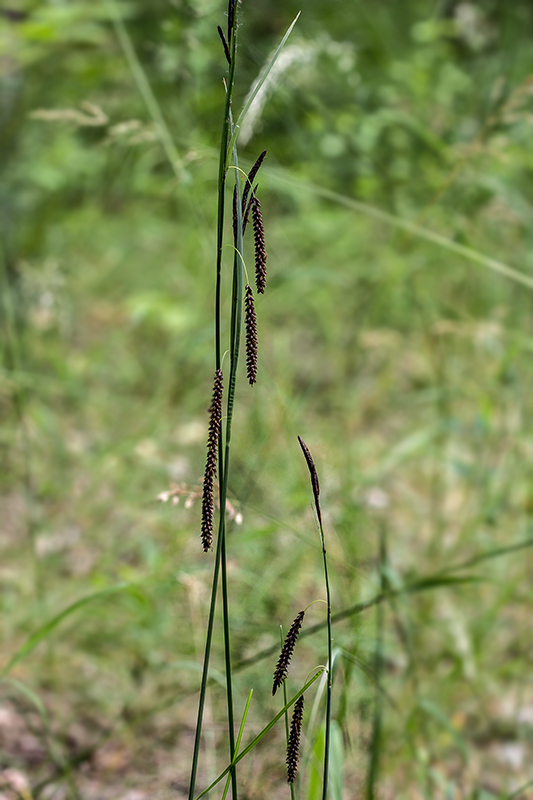 ostrica sivá pravá Carex flacca subsp. flacca