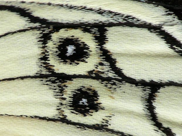 očkáň timotejkový (sk) / okáč bojínkový (cz) Melanargia galathea Linnaeus, 1758