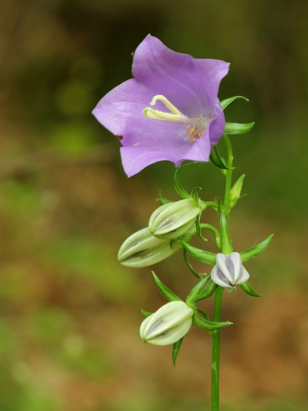 zvonček broskyňolistý Campanula persicifolia L.
