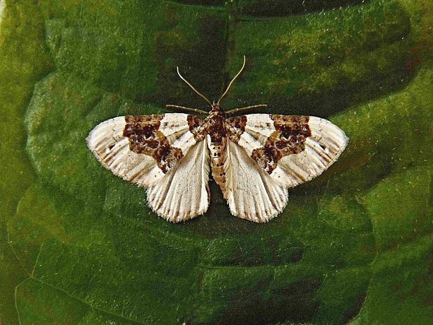 piadivka očkatá   /   píďalka očkovaná Cosmorhoe ocellata Linnaeus, 1758