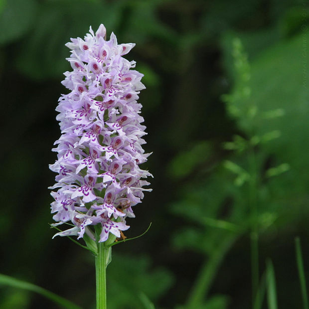 vstavačovec fuchsov pravý Dactylorhiza fuchsii subsp. fuchsii (Druce) Soó