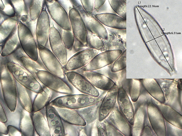 lúpavka belavá Hysterangium stoloniferum