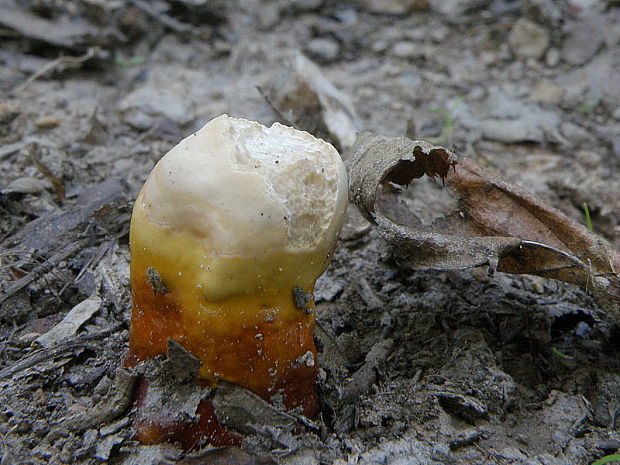 lesklokôrovka obyčajná Ganoderma lucidum (Curtis) P. Karst.