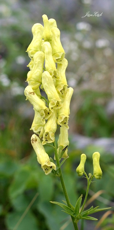 prilbica žltá Aconitum vulparia Rchb.