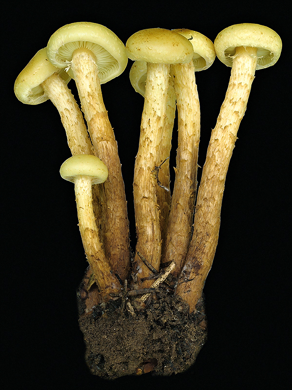 šupinovka jelšová Pholiota alnicola (Fr.) Singer
