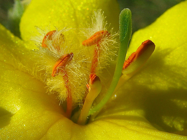 divozel veľkokvetý Verbascum densiflorum Bertol.