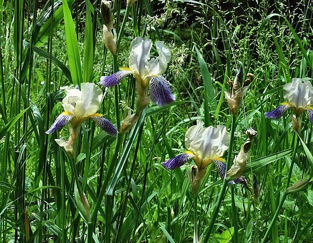 kosatec nemecký Iris germanica L.