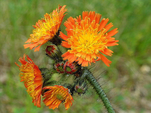 chlpánik oranžový Pilosella aurantiaca (L.) F. W. Schultz et Sch. Bip.
