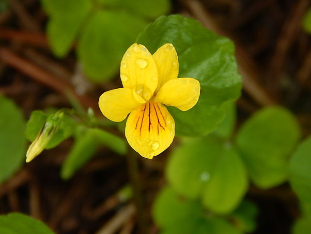 fialka dvojkvetá Viola biflora L.