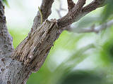 sivkavec koreňový