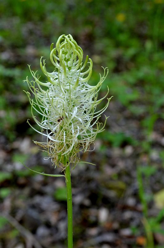 zerva klasnatá  Phyteuma spicatum L.