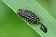 váhavec (larva)